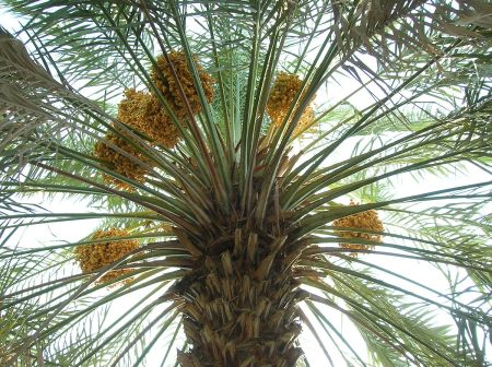 1200px-Date_palm_with_fruits